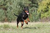 DOBERMANN 246